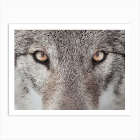 Wolf Eyes Art Print