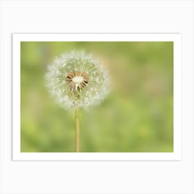 White Dandelion Blow Ball Art Print