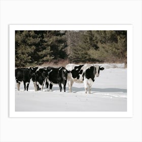 Snowy Winter Cows Art Print