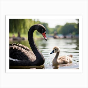 Black Swan And Baby Swan Art Print