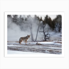 Coyote Near Hot Spring Art Print