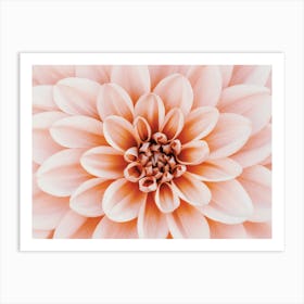 Pastel Pink Dahlia Flower Art Print