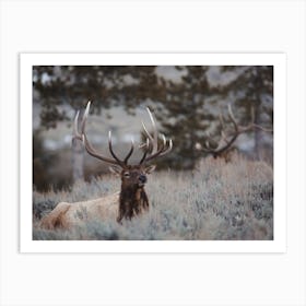 Elk Resting In Forest Art Print