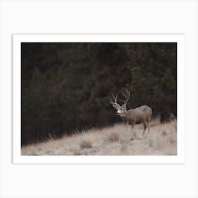 Arizona Mule Deer Art Print