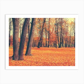 Autumn In The Woods Art Print