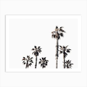 Moody Palm Trees Art Print