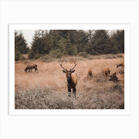 Arizona Elk Herd Art Print