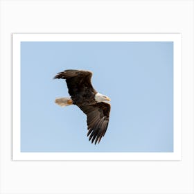 Majestic Eagle Flying Close Up Art Print