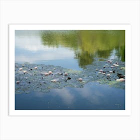 Water lilies swimming in the calm water of a pond Art Print