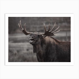 Loud Moose Art Print