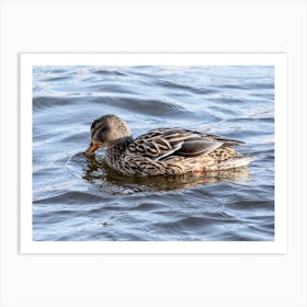 Female Mallard Looking For Food Art Print