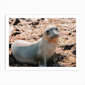 Beach Seal Art Print