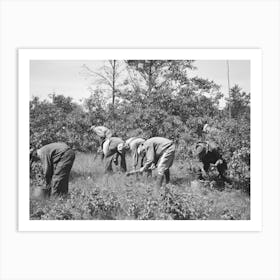 Tree Planting, Black River Falls Land Use Project, Wisconsin By Russell Lee Art Print