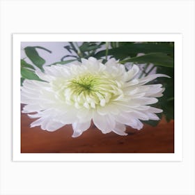 White Chrysanthemum Art Print