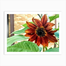 Sunflower 1 Art Print