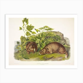 Lewis' Marmot,  John James Audubon Art Print