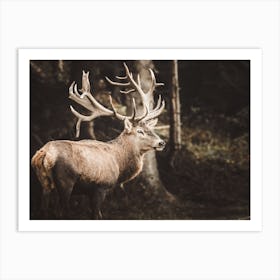 Stag In Forest Art Print