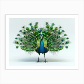 Peacock 18 Art Print