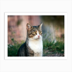 Cat Sitting 1 Art Print