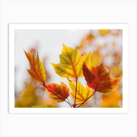 Autumn Leaves Art Print