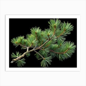 Isolated Green Pine Branch On Black Background Art Print