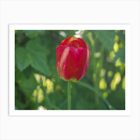 Red Tulip Art Print