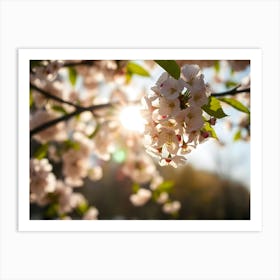 Cherry Blossoms 8 Art Print