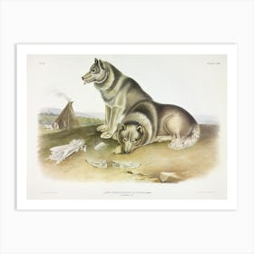 Esquimaux Dog, John James Audubon Art Print