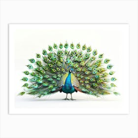 Peacock 19 Art Print