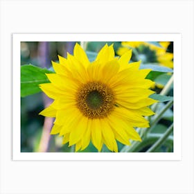 Sunflower Art Print