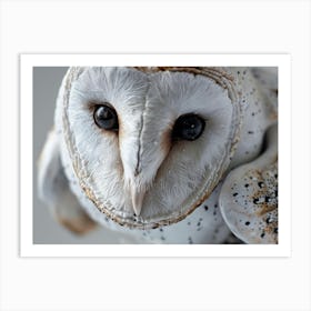 Barn Owl 16 Art Print