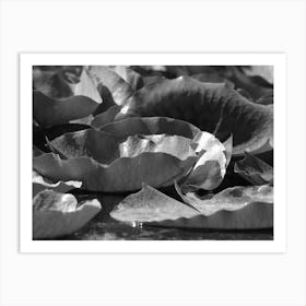 Black And White Water Lily Art Print