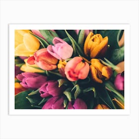 Warm Purple And Pink Tulips Art Print