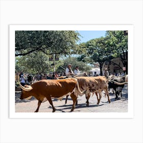 Texas Cattle Drive - Downtown Fort Worth Texas Art Print