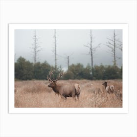 Elk In Misty Morning Field Art Print