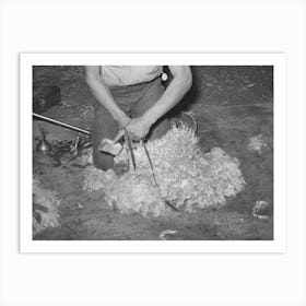Tying Feet Of Goat With Leather Strap Before Shearing, Kimble County, Texas By Russell Lee Art Print