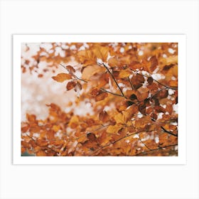 Fall Forest Trees Art Print