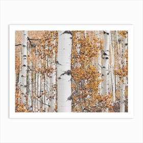 Autumn Birch Trees Art Print