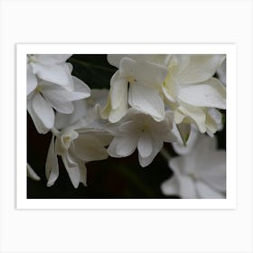 White Flowers On A Tree 1 Affiche