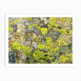 Lichen On Rock 20200803121099ppub Art Print