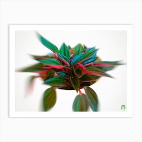 Peperomia Caperata Rosso 20180329 136 Rt1ppub Art Print