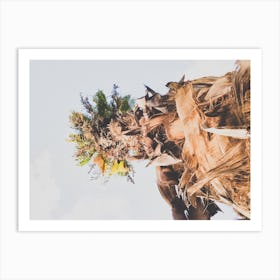 Date Palm Tree From Below Art Print