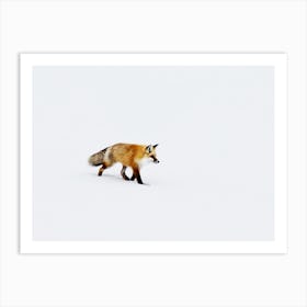 A Red Fox In Wyoming, Carol M Highsmith Art Print