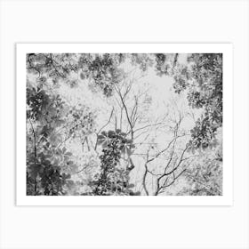 Treetops In Black Grey And White Art Print