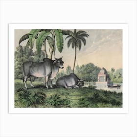 Vintage Kolb 1 Tafel 17 Zebu Art Print