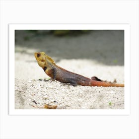 Lizard On Sand 1 Art Print