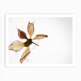 Flower In Flight Art Print