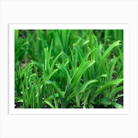 Green Grass In The Garden Art Print