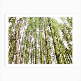 Shaugh prior tree Art Print