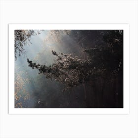 Forest Canopy Art Print